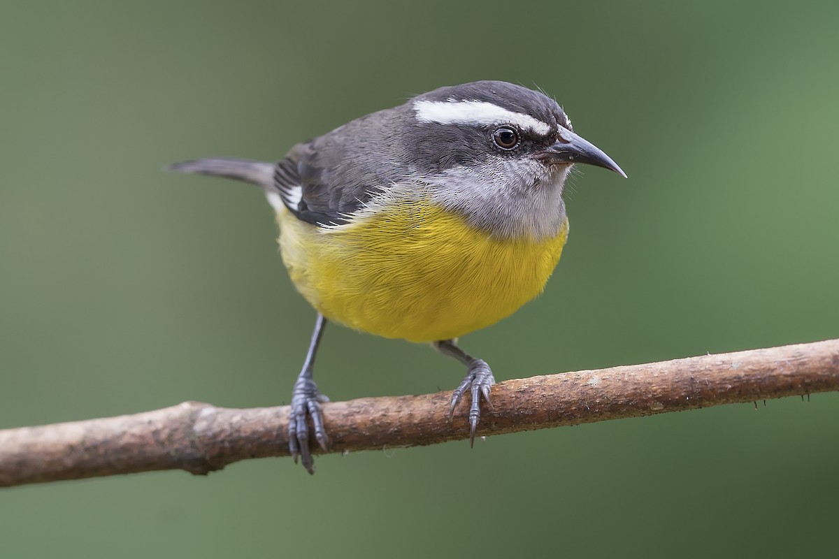 Bananaquit - ML393824521