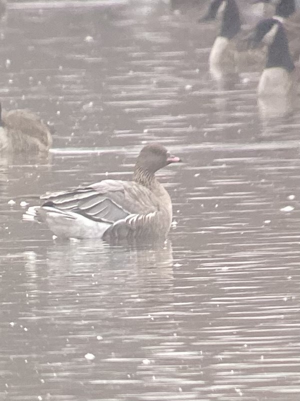 Pink-footed Goose - ML393824971