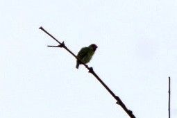 Malabar/Coppersmith Barbet - ML393826091