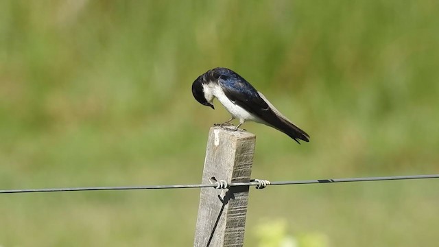 Chilean Swallow - ML393827631