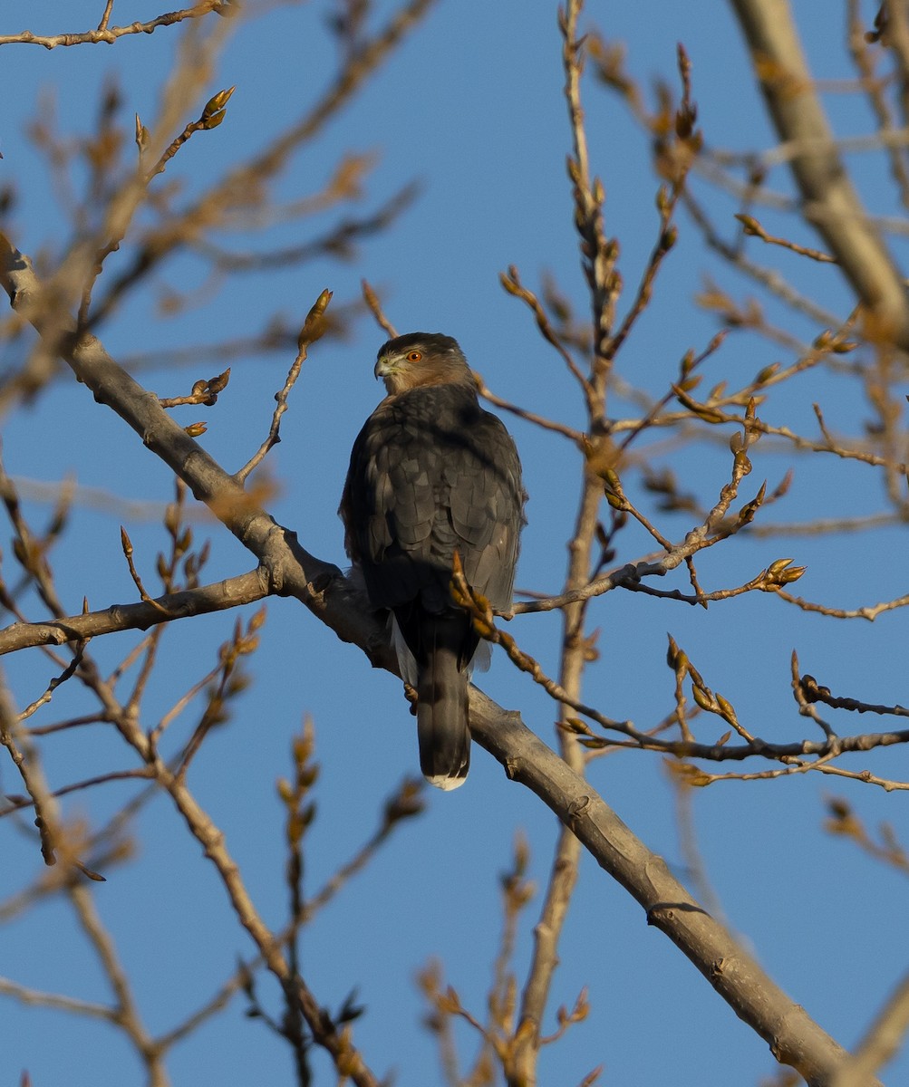 Cooper's Hawk - ML393828151
