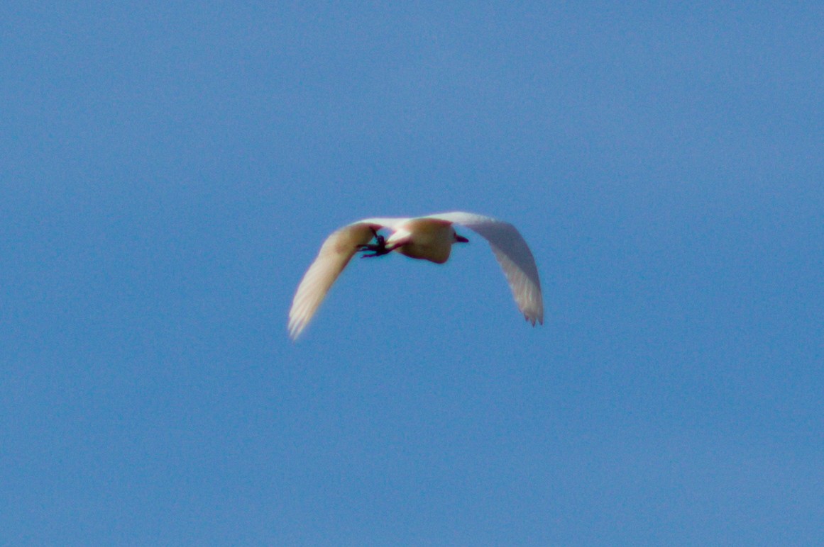 Western Cattle Egret - ML393828221