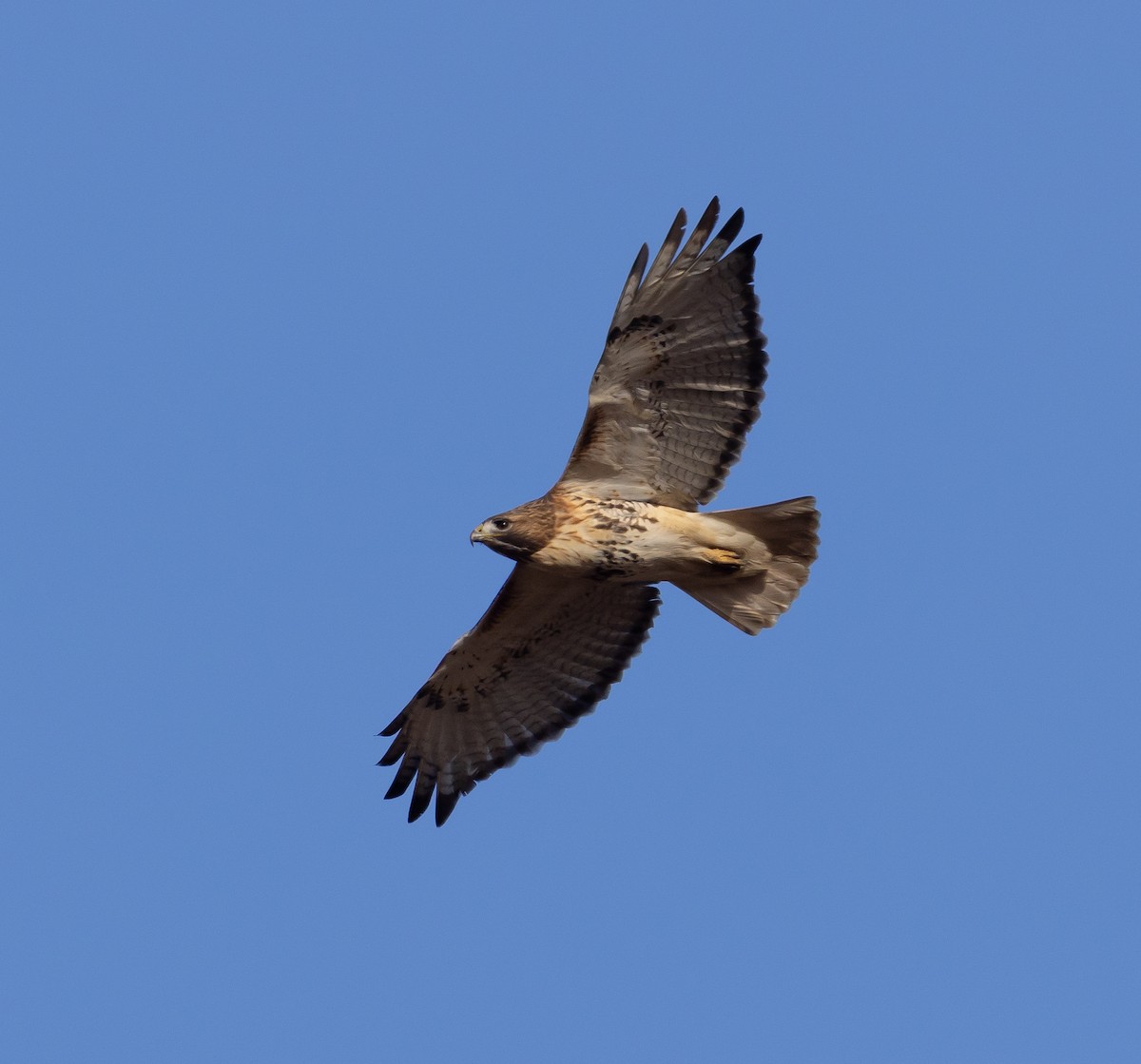 Red-tailed Hawk - ML393828351