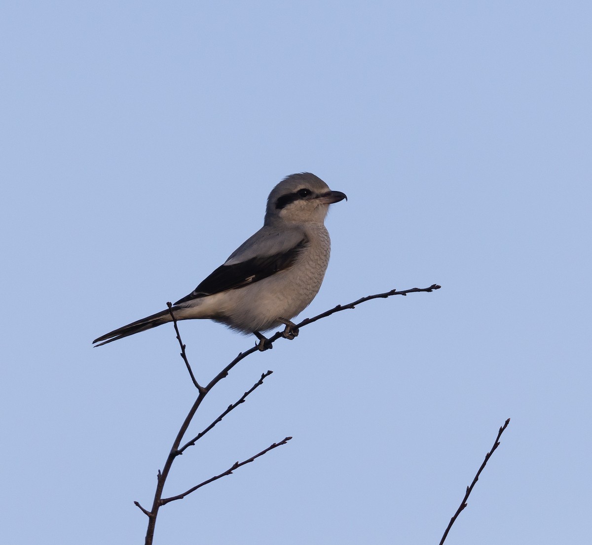 Northern Shrike - ML393828431