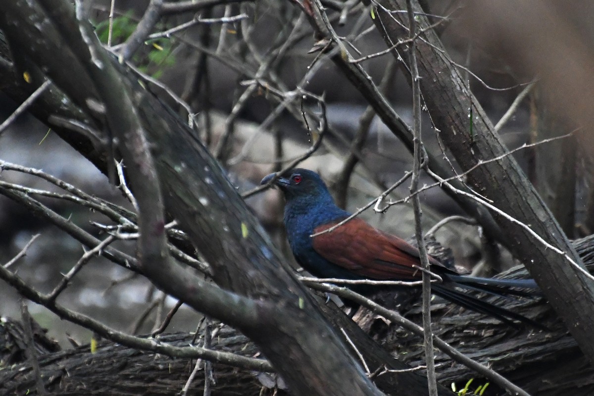 Greater Coucal - ML393829291