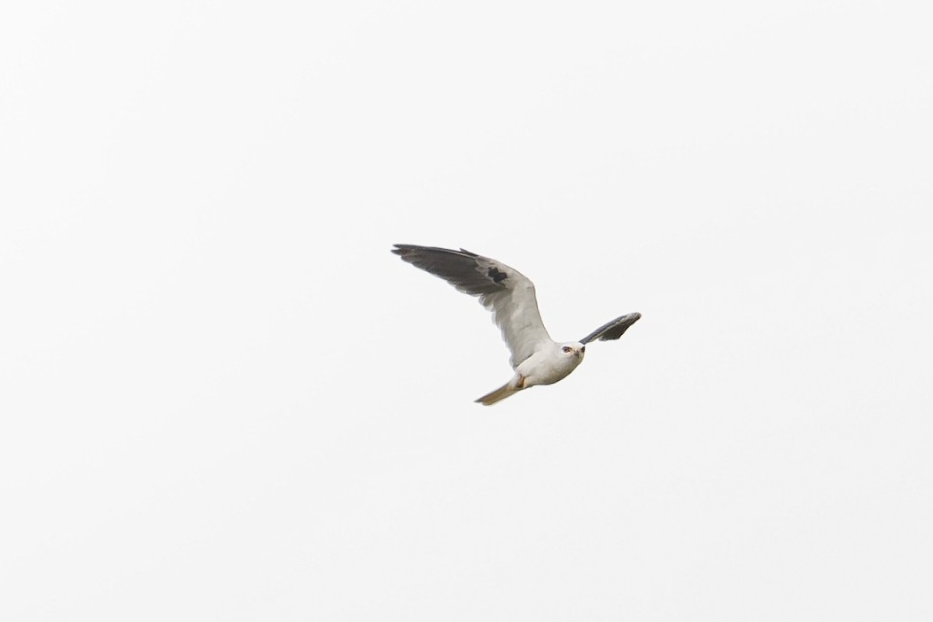 White-tailed Kite - Rodrigo Díaz