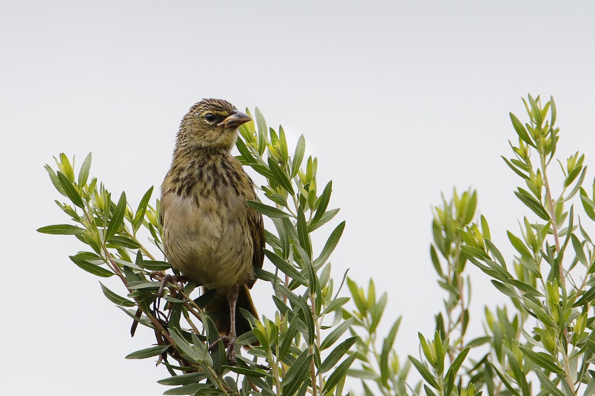 Great Pampa-Finch - ML393832381