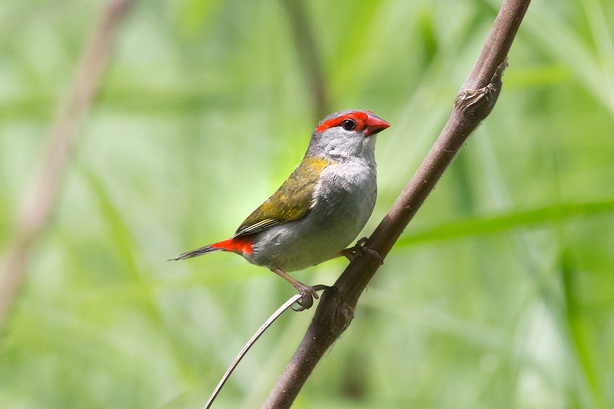 Red-browed Firetail - ML39383351