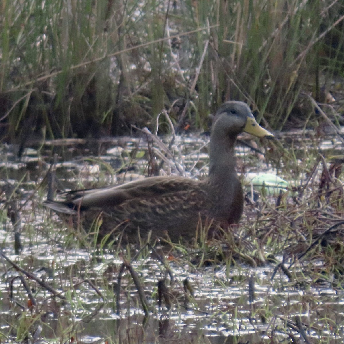 American Black Duck - ML393833551