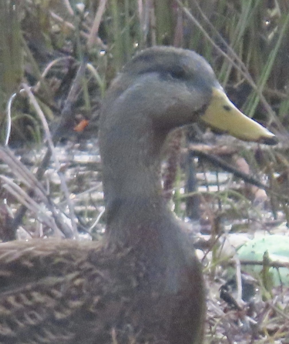 American Black Duck - Vicki Nebes