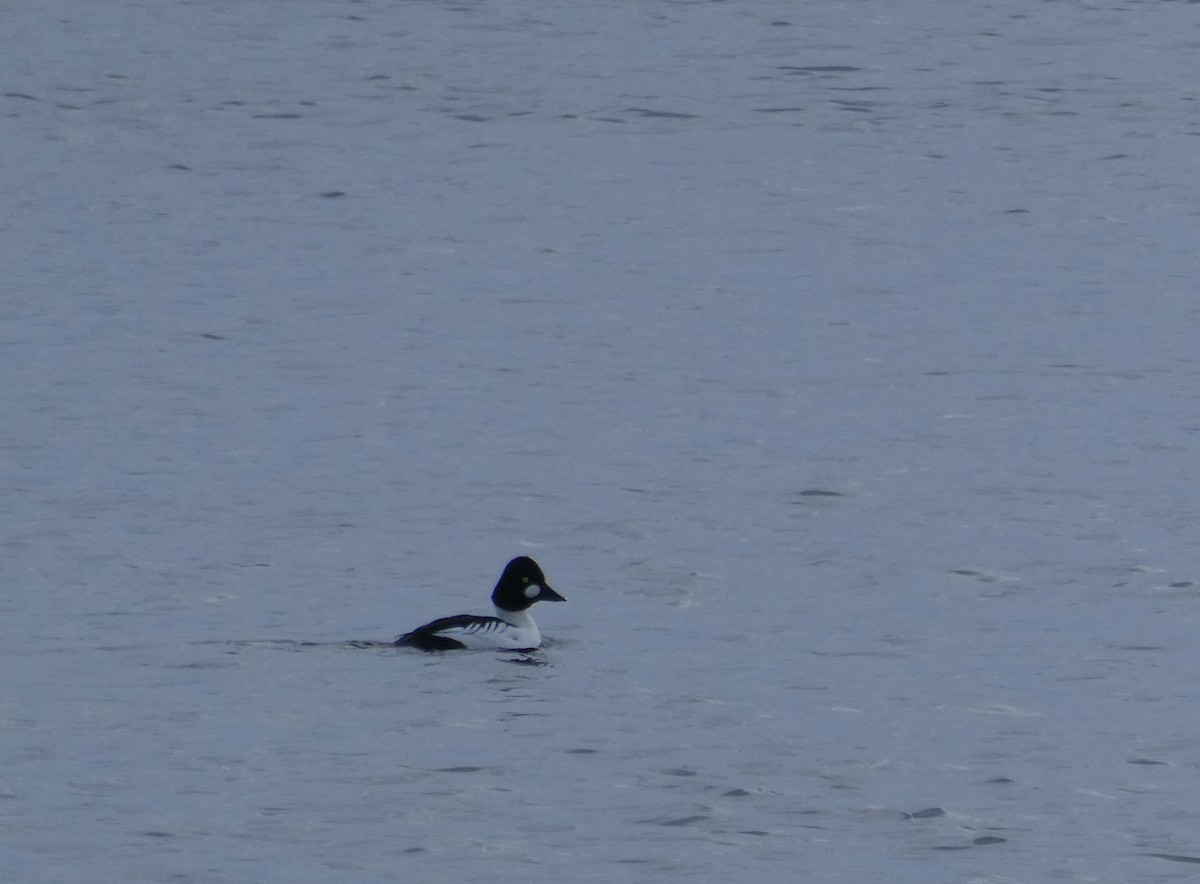 Common Goldeneye - ML393834061