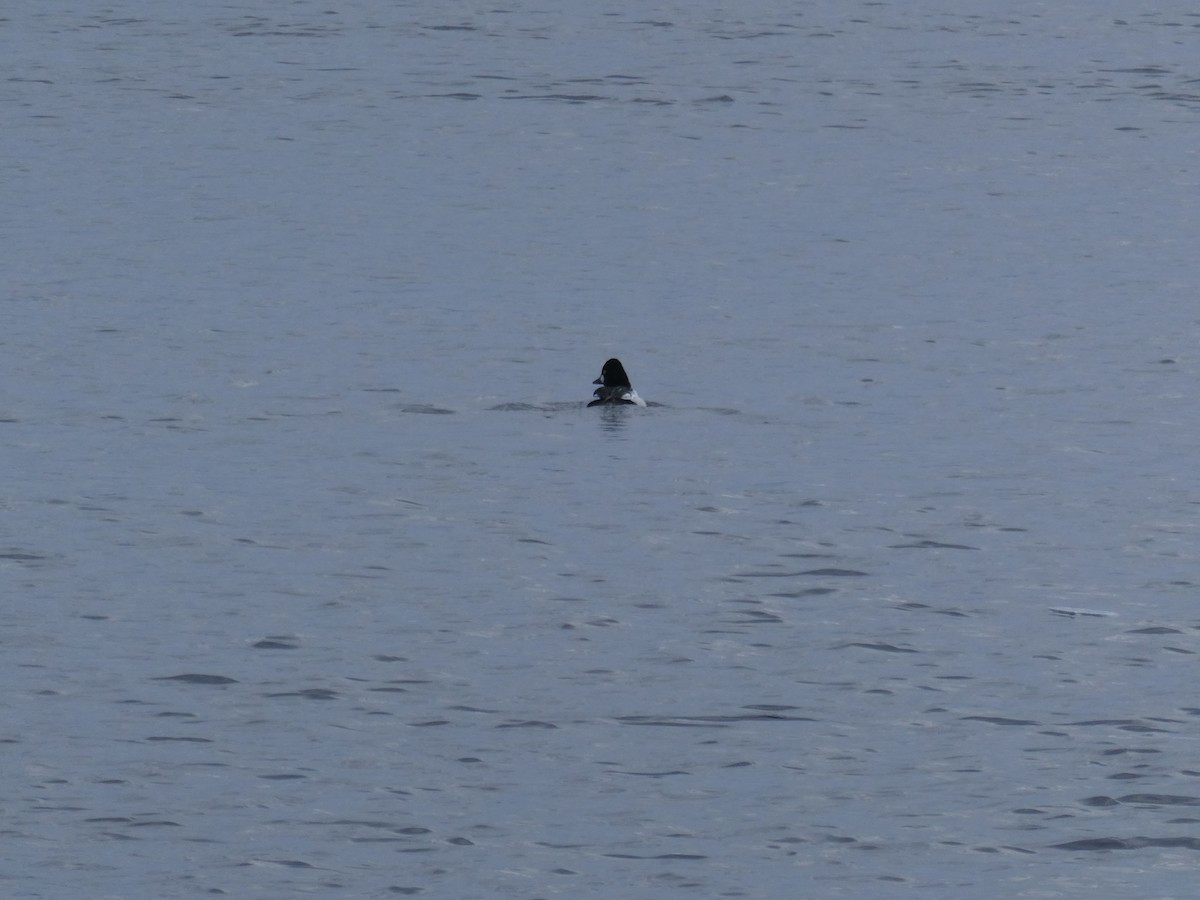 Common Goldeneye - ML393834271