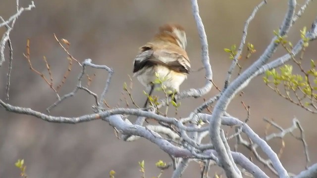 セアカシロタイランチョウ - ML393836871