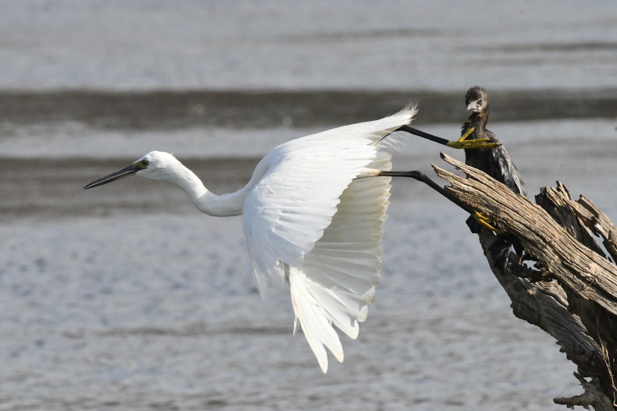 Little Egret - ML393838281