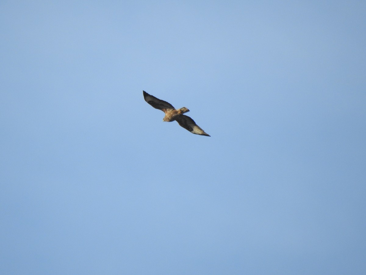 Common Buzzard - ML393840471