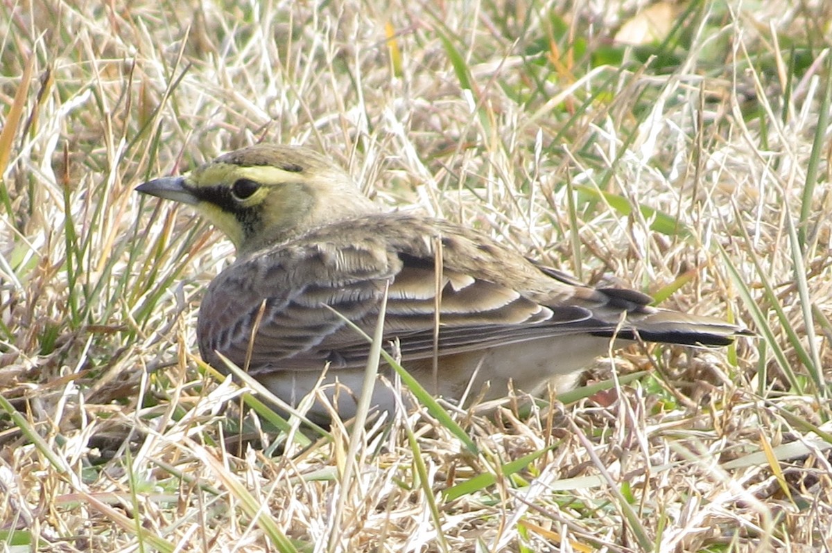 Horned Lark - ML393841091