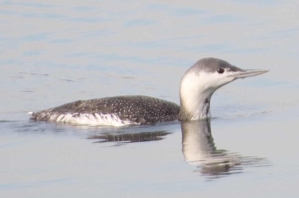 Red-throated Loon - ML393841301