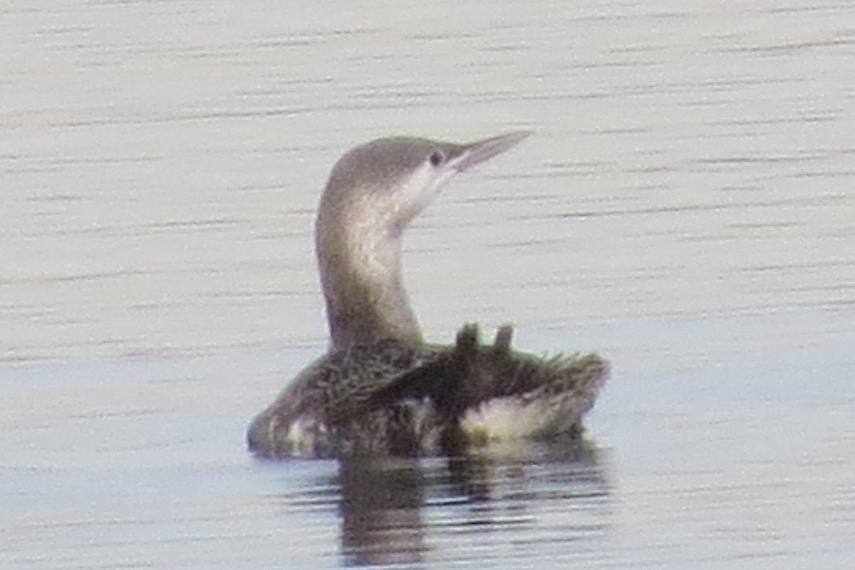 Red-throated Loon - ML393841311