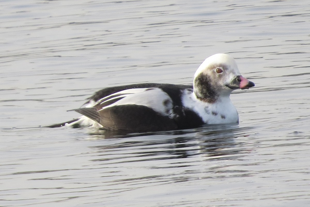 Long-tailed Duck - ML393841361