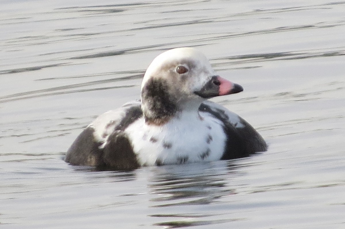 Long-tailed Duck - ML393841371