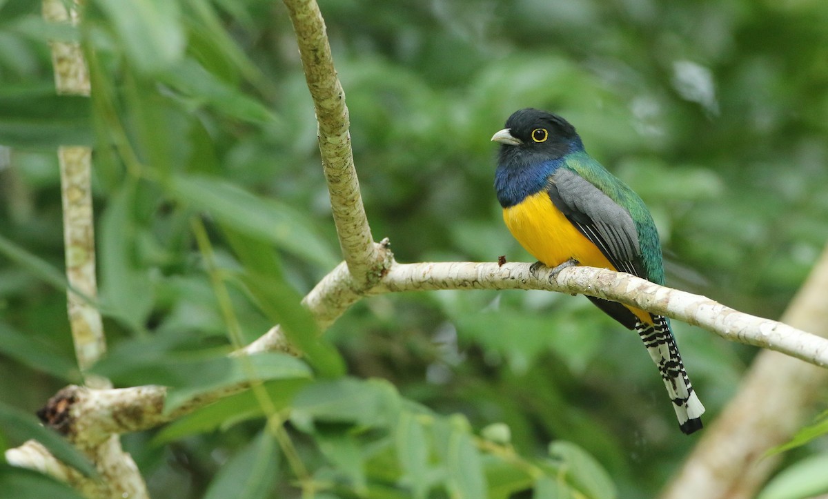 Gartered Trogon - ML393841861