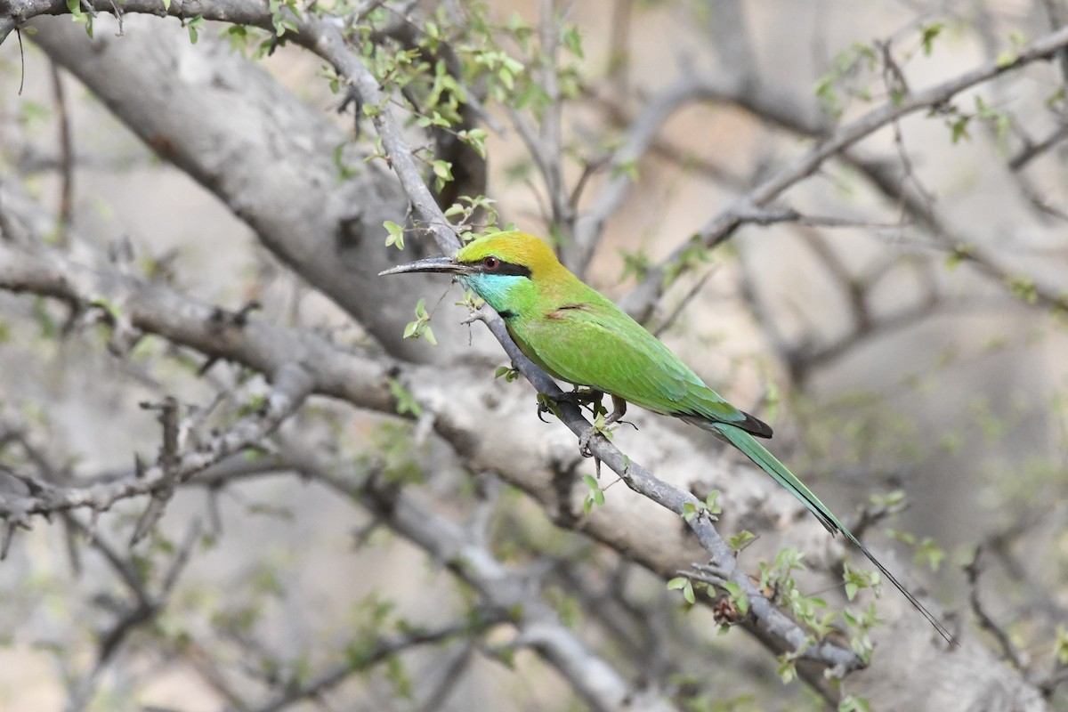 Asian Green Bee-eater - ML393842191