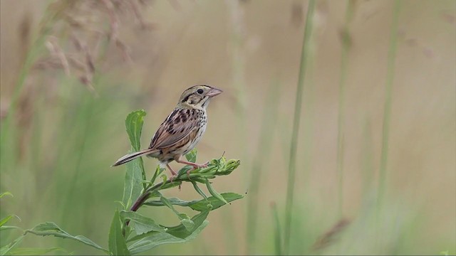 Henslow's Sparrow - ML393842361