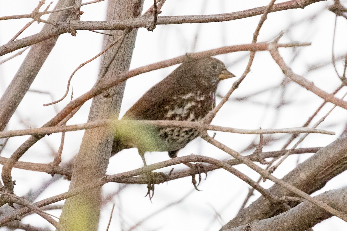 Fox Sparrow - Garrett Lau