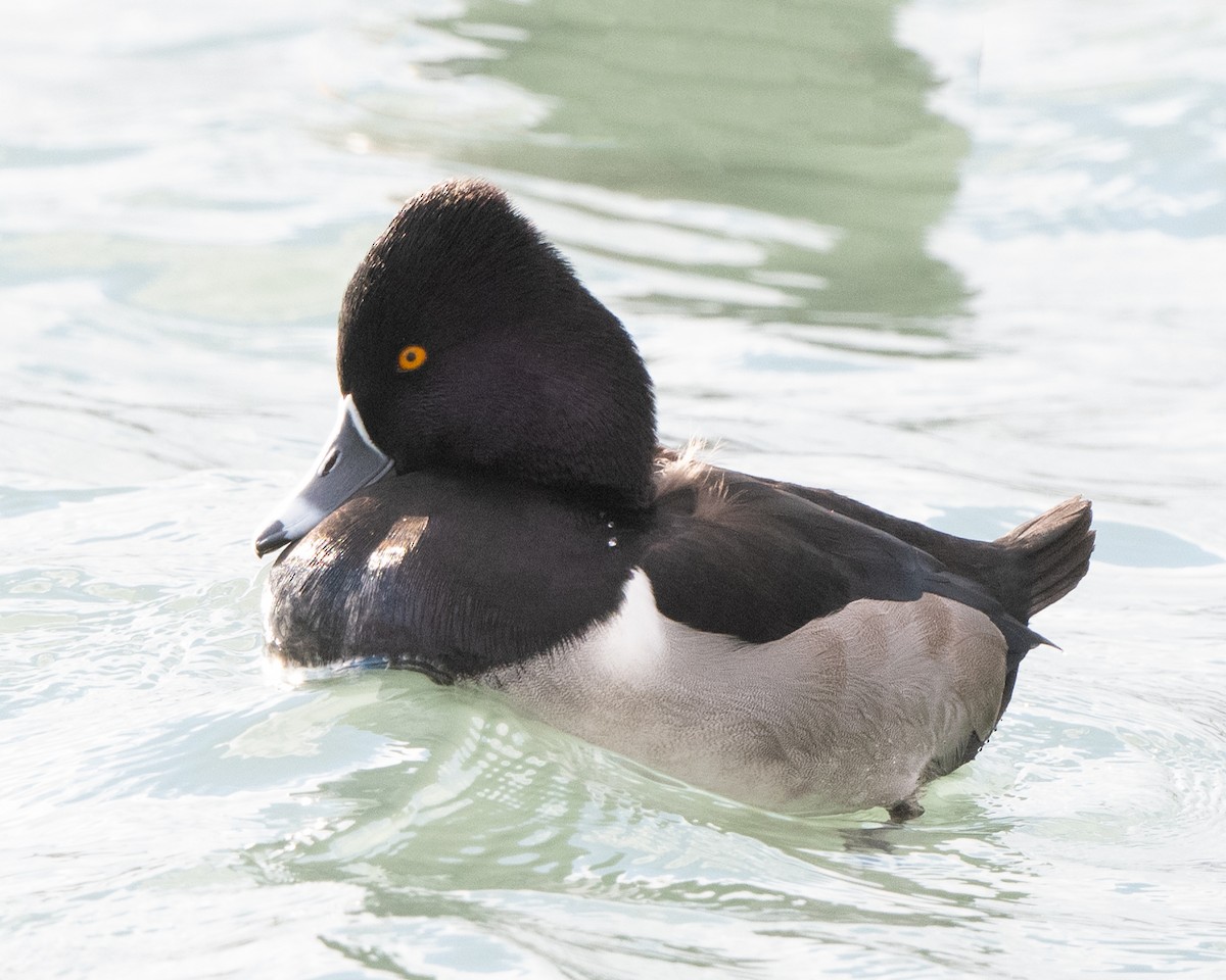 Ring-necked Duck - ML393842951