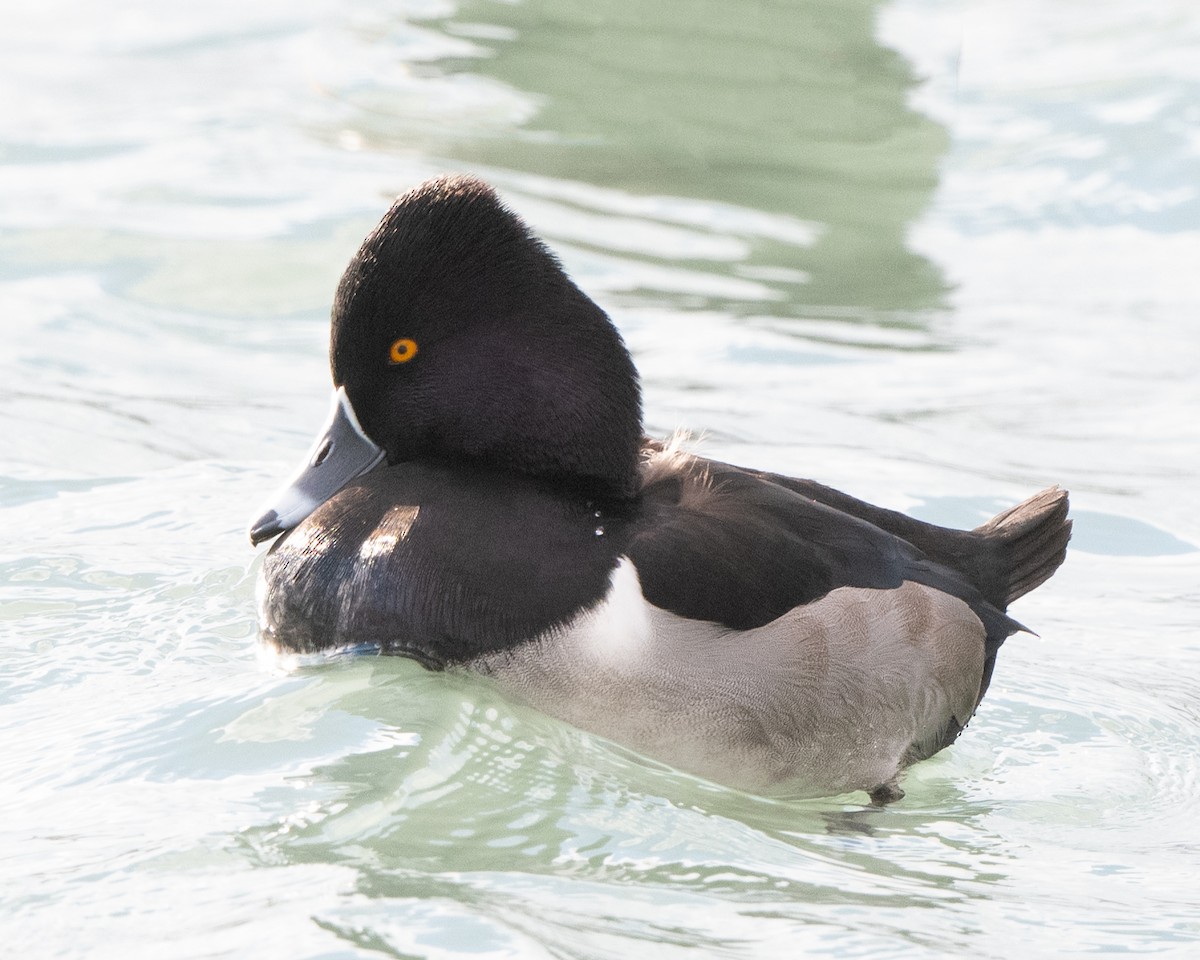 Ring-necked Duck - Stuart Campbell