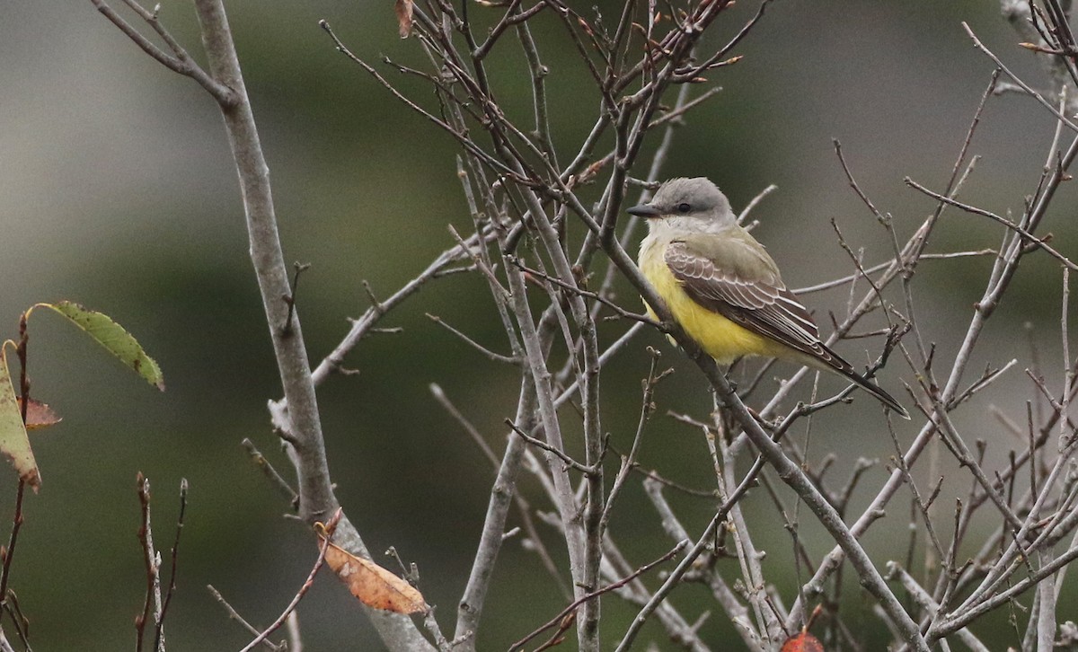 Western Kingbird - ML393843351