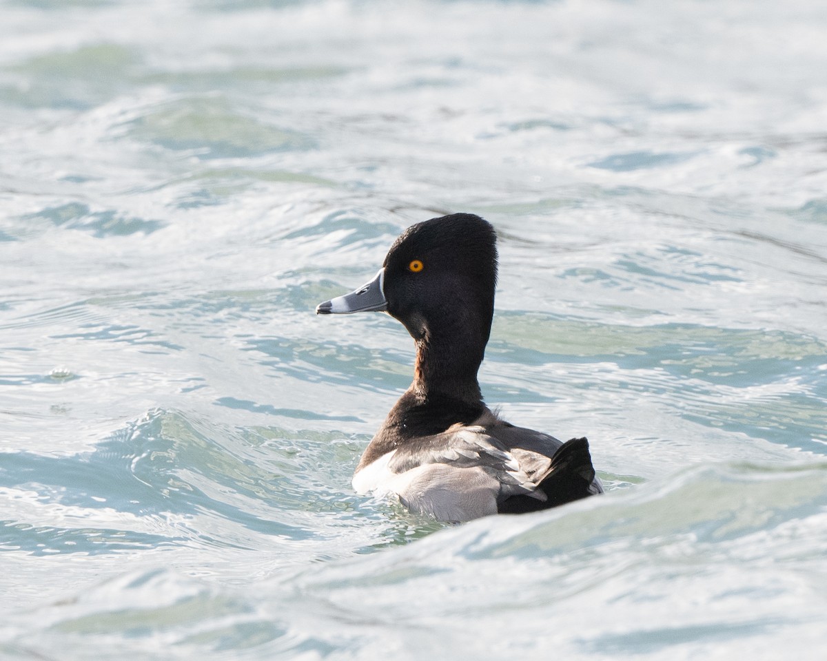 Ring-necked Duck - ML393843711