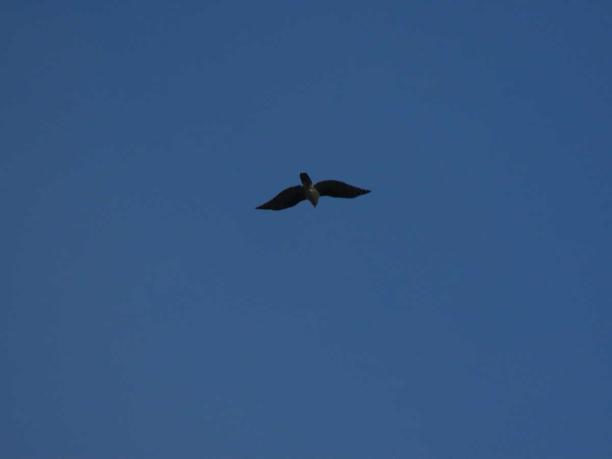 Gray-headed Kite - ML393843951