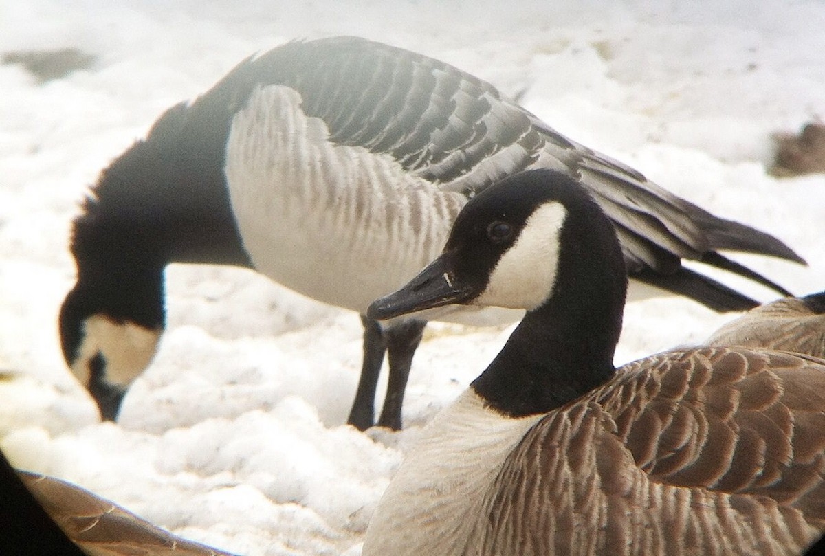 Barnacle Goose - ML393844121