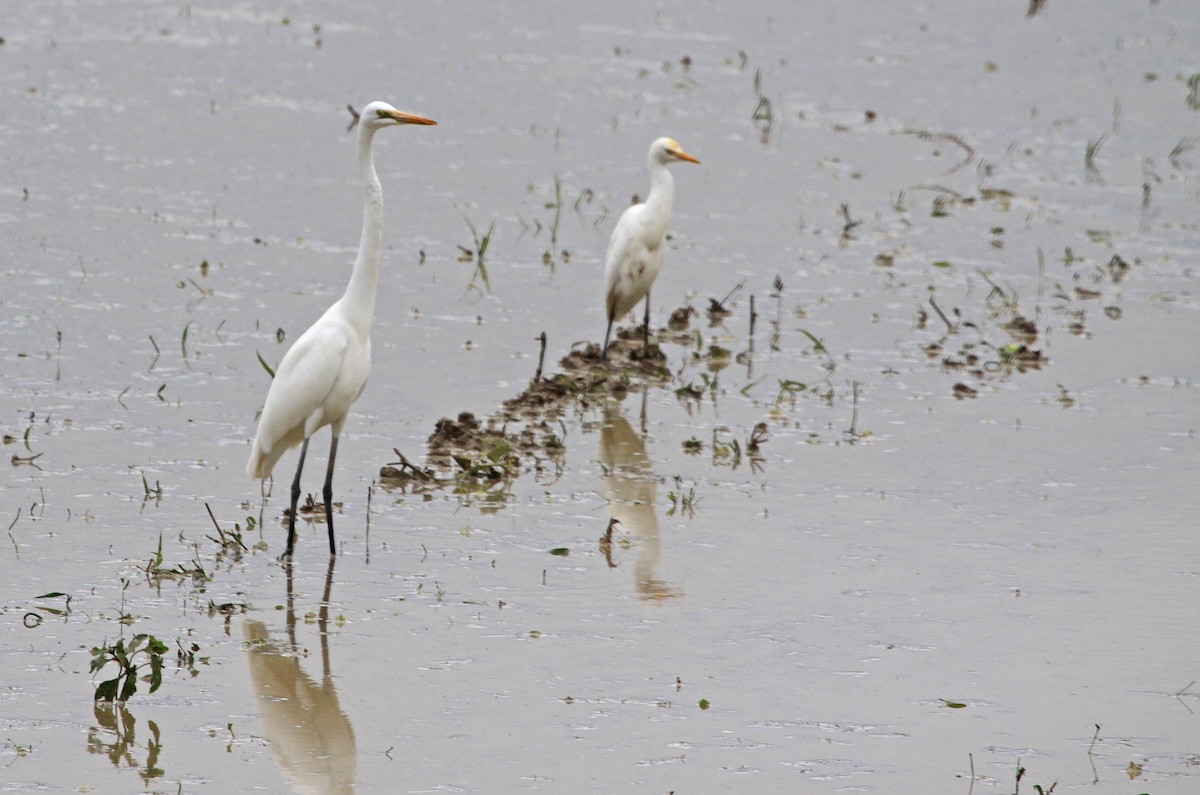 Grande Aigrette - ML393844991