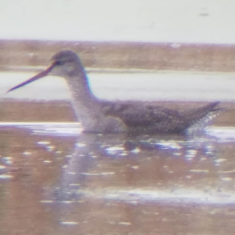 Spotted Redshank - ML393845521