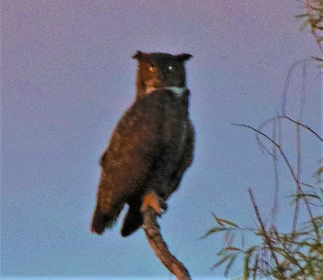 Great Horned Owl - ML393847501