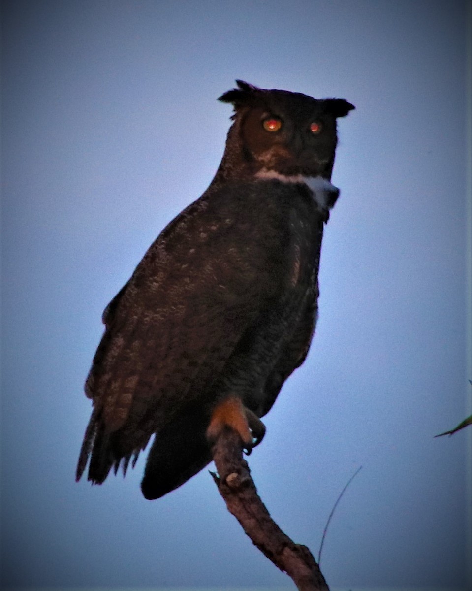 Great Horned Owl - ML393847521