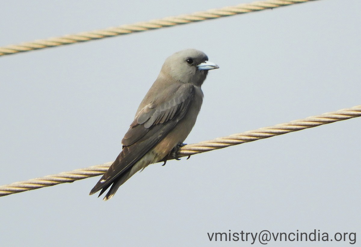 Ashy Woodswallow - ML393848481