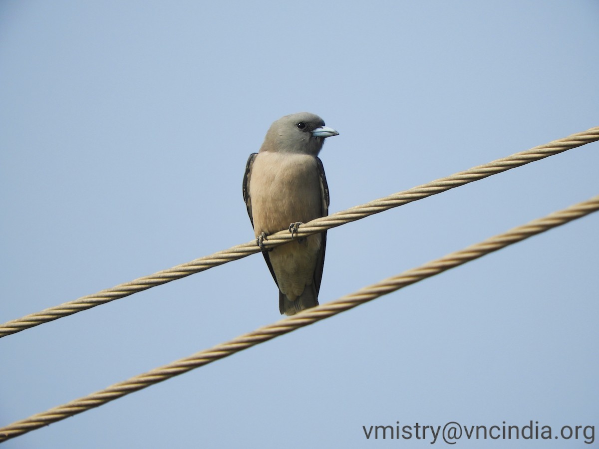 Ashy Woodswallow - ML393848711