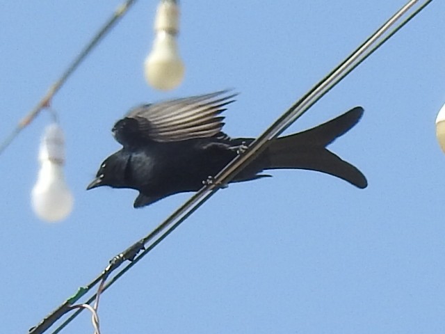 Drongo royal - ML393848911