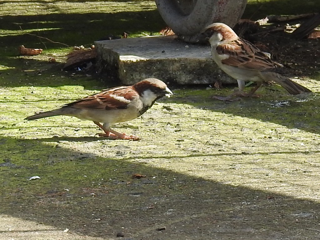 House Sparrow - ML393848991