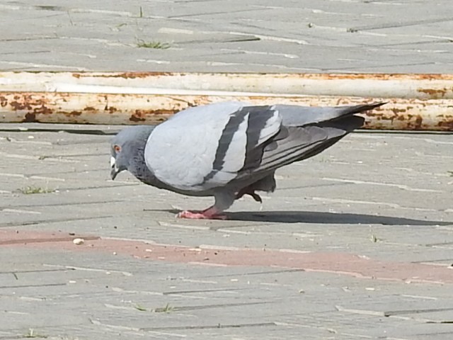 Rock Pigeon (Feral Pigeon) - ML393849041