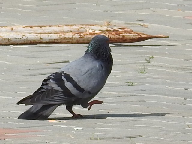 Rock Pigeon (Feral Pigeon) - ML393849051