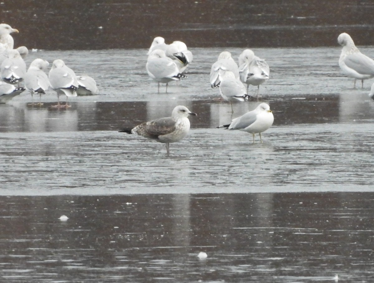 Lesser Black-backed Gull - ML393849061