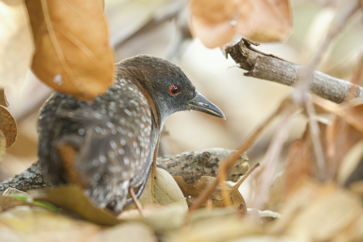 ML393849991 - Black Rail - Macaulay Library