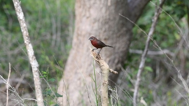 Red-crested Finch - ML393850781