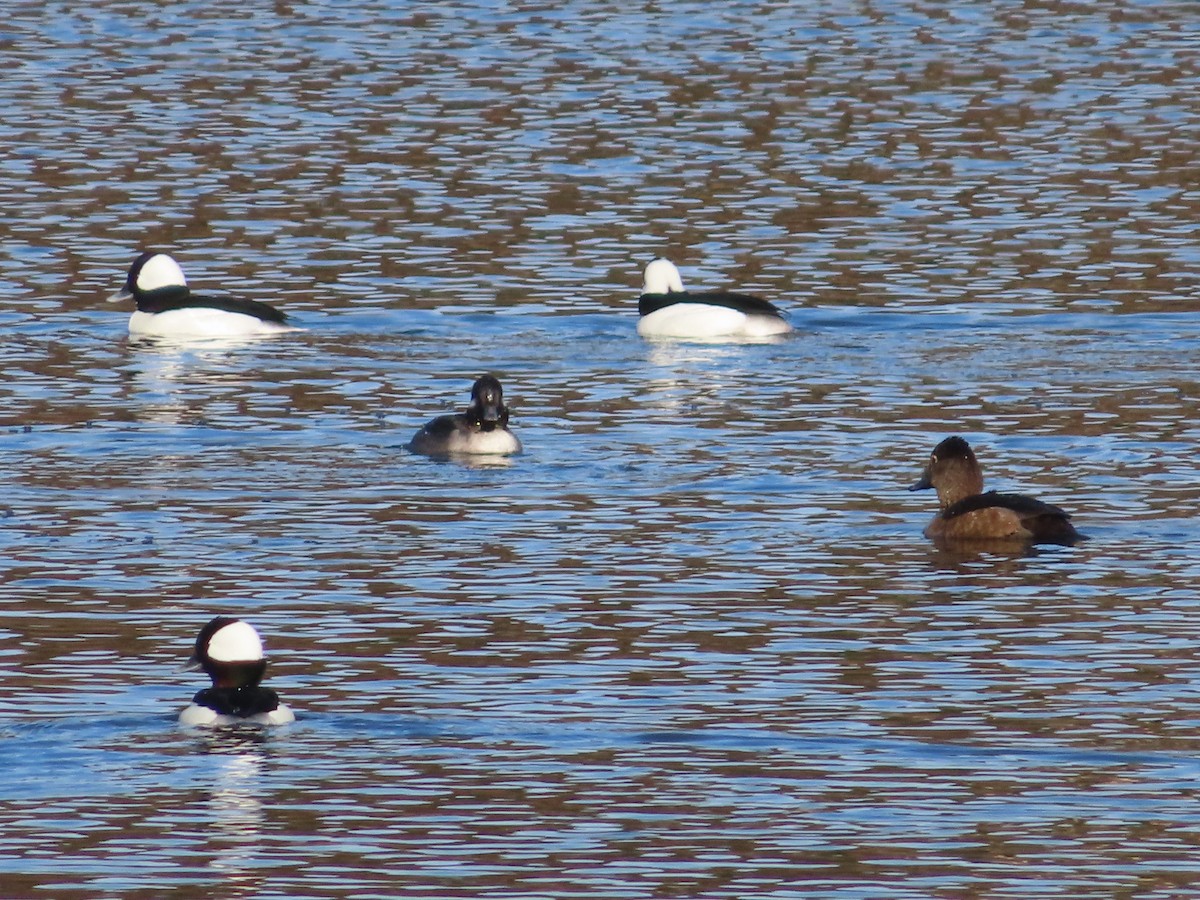 Bufflehead - ML393850931