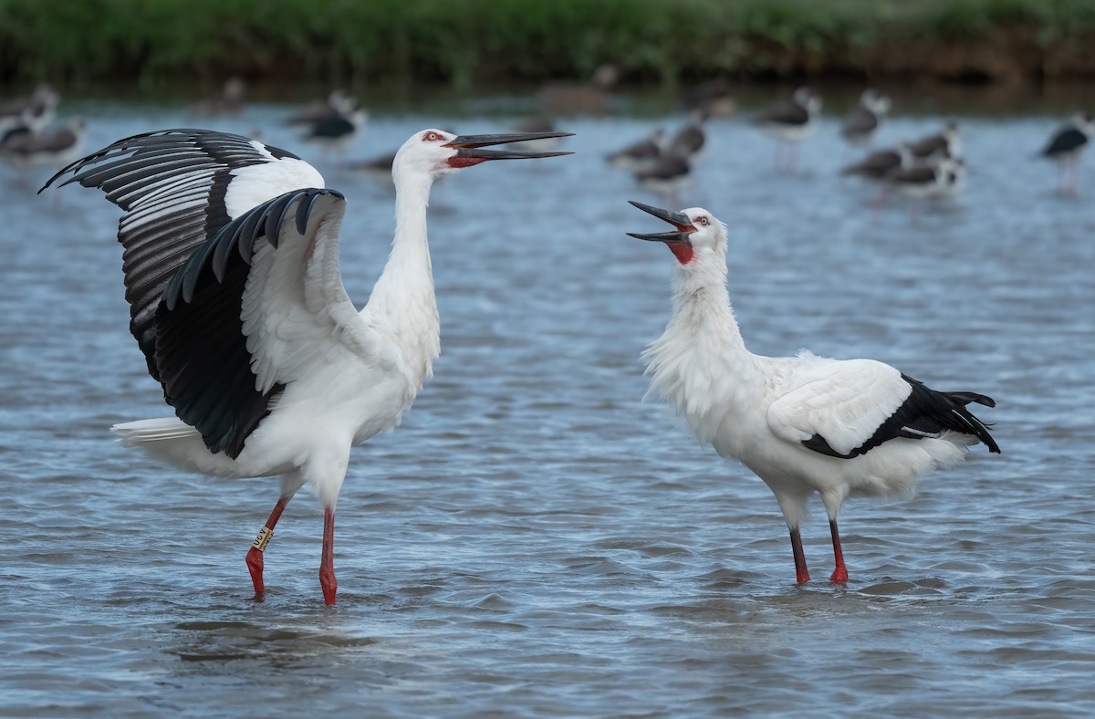 Schwarzschnabelstorch - ML393851051