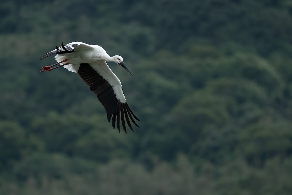Schwarzschnabelstorch - ML393851081